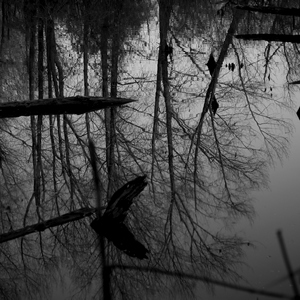 Reflets d'arbres et tronc d'arbres morts dans des marais - Belgique  - collection de photos clin d'oeil, catégorie paysages